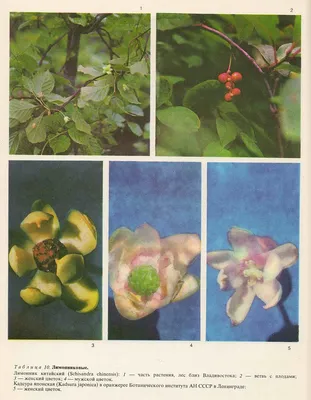 Лимонник китайский (Schisandra chinensis), Nature's Answer , AF150