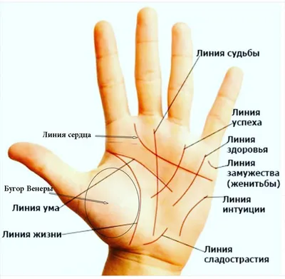 Что означают линии брака на руке - как читать линии на руке - Главред