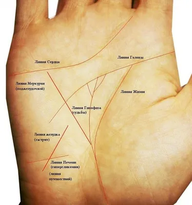 Что линия сердца на ладони может рассказать о вашей личной жизни? |  Безумная луна | Deviant Moon | Дзен