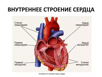 Реабилитация кистей рук - запись на прием к кистевому терапевту в Омске |  Центр EzraMed Clinic