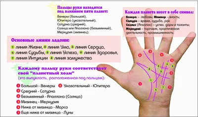 Линии на руке: значение, описание