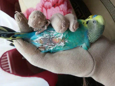 Линька у волнистых попугаев фото фото