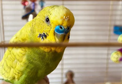 Линька у попугаев: особенности, кормление, как протекает