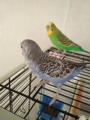 Ювенальная линька - Форумы о попугаях