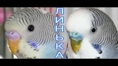 Линька у волнистых попугаев // волнистые попугаи - YouTube