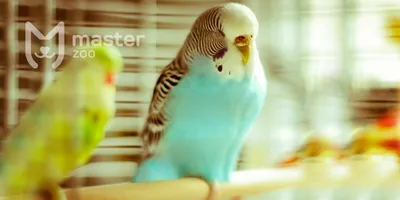 Рио корм для волнистых попугаев в период линьки - «Помощь пернатым при  линьке + Фото питомца и советы» | отзывы