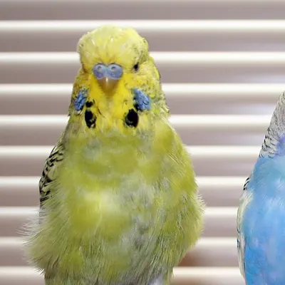 РИО корм для волнистых попугаев при линьке 500г | Интернет-магазин товаров  для животных MoeZoo.Ru
