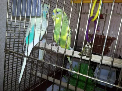 Болезни волнистых попугайчиков: фото,описание | АКВАРИУМНЫЕ РЫБКИ