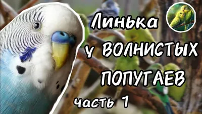 Купить RIO корм для волнистых попугаев \"период линьки\" 500 гр в зоомагазине  \"Живая Планета\"