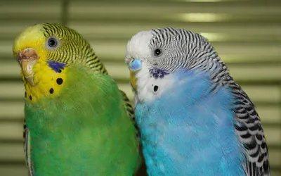 Волнистые попугаи в Израиле