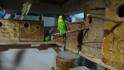 Волнистые попугаи в Орнитологическом центре