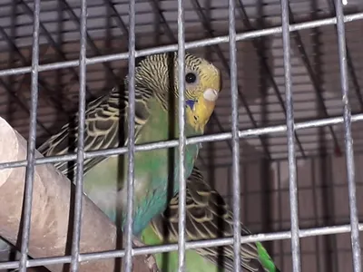 Рио корм для волнистых попугаев в период линьки - «Лучший! (+фото моих  птичек)» | отзывы