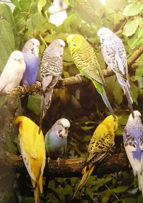 Волнистый попугай во время линьки - картинки и фото poknok.art