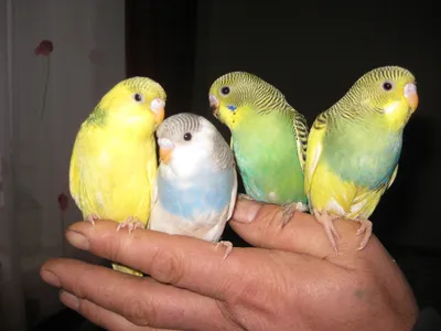 Budgies