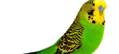 Линька у попугаев: особенности, кормление, как протекает