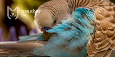 Понос у волнистого попугая — что делать? | Блог на VetSpravka.ru
