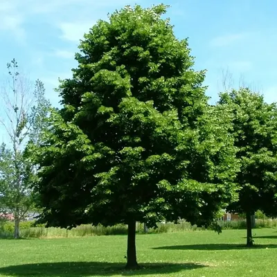 Липа мелколистная (Tilia cordata) | Ракита. Питомник растений