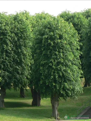 Липа мелколистная «Гринспайер» (Tilia cordata «Greenspire») купить для  посадки в Москве