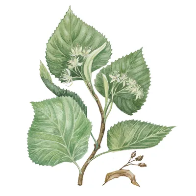 Липа мелколистная Гринспаер (Tilia cordata Greenspire)