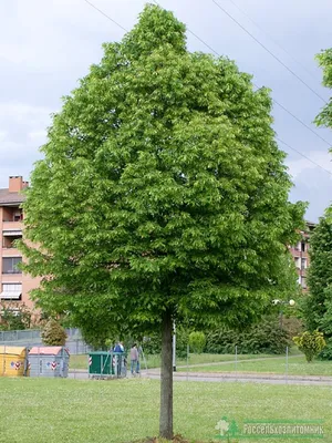 Липа мелколистная шар купить в Москве из питомника по доступной цене