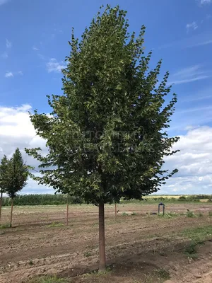 Купить Липа мелколистная tilia cordata - в питомнике Флорини