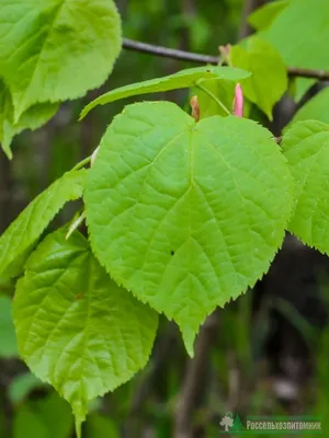 Липа мелколистная \"Гринспаэ\" в Уфе – 🌿купить по цене от в садовом центре  «Версаль»