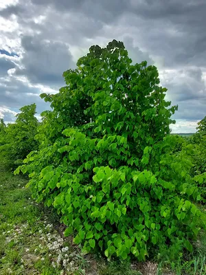 Липа мелколистная `Greenspire` - один из лучших сортов для городского  озеленения!