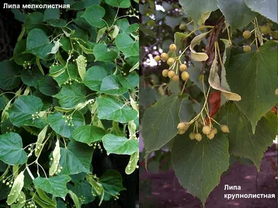 Липа мелколистная Гринспаер (Tilia cordata Greenspire)