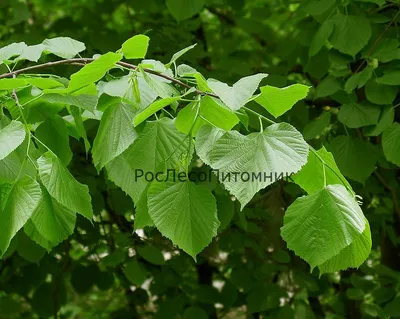 Липа мелколистная (Tilia cordata) и липа крупнолистная (T. platyphyllos) |  Декоративные древесные растения для Сибири | Дзен