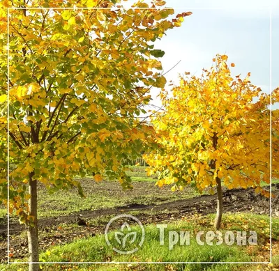 Липа мелколистная \"Болье\" (Tilia cordata 'Bohlje')