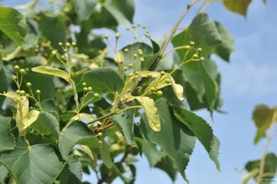 🌱 Липа мелколистная по цене от 2793 руб: крупномеры, саженцы - купить в  Москве с доставкой - интернет-магазин Все Сорта