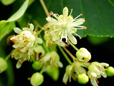 Липа мелколистная (Tilia cordata) - Diamond Garden