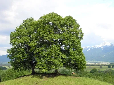 Липа мелколистная (Tilia cordata)