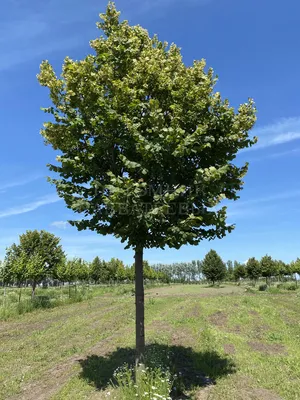 Липа мелколистная «Гринспайер» (Tilia cordata «Greenspire») купить для  посадки в Москве