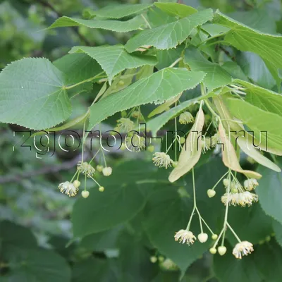 Липа мелколистная tilia cordata greenspire, купить липу мелколистную tilia  cordata greenspire