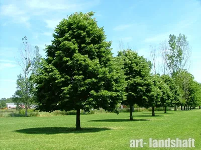 Липа мелколистная (Tilia cordata)