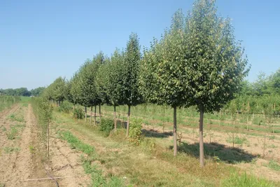 Липа крупнолистная (Tilia platyphyllos)