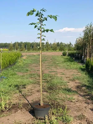 Саженцы Липы мелколистной с доставкой и посадкой