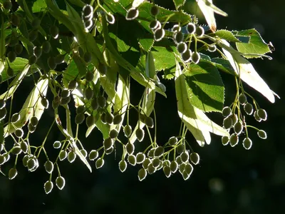 Семена липы крупнолистной (широколистной) / Tilia platyphyllos, ТМ OGOROD -  5 семян купить недорого в интернет-магазине семян OGOROD.ua