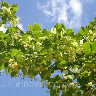 Липа амурская (Tilia amurensis) саженцы 15-20 см, горшок 0,5л., цена в  Новосибирске от компании Кирсанов Сергей Сергеевич