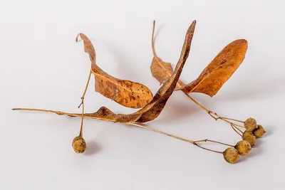 Семена липа Мелколистная Сердцевидная (Tilia cordata) — купить в  Красноярске. Декоративные кустарники и деревья на интернет-аукционе Au.ru