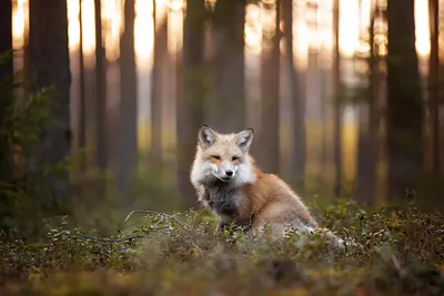 Фото Лиса на траве в лесу. Фотограф Андрей Ершов