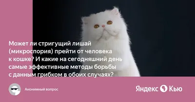 Чем лечить лишай? ~ Советы специалистов