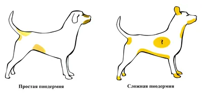 Лишай у собак - причини появи, симптоми, види, лікування та профілактика