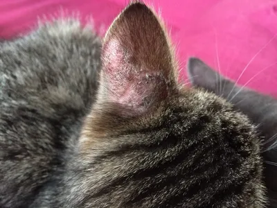 Аллергия у кошек - Заповедник