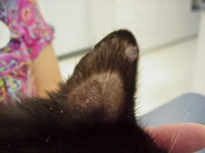 Лысое пятно на ухе у кошки? — 20 ответов | форум Babyblog