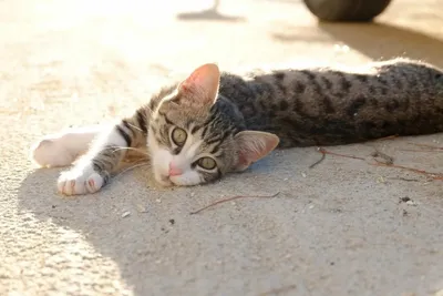 Залысины у Абиссинского котенка, ПОМОГИТЕ! - 21 февраля 2017 - Форум Зоовет