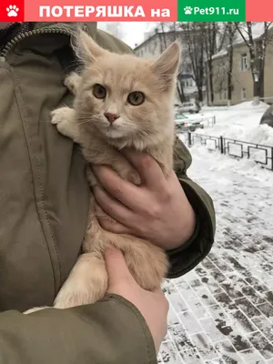 Заболевания ушей кошек - Докторвет