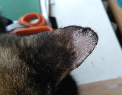 Что с ухом у кошки? | Пикабу