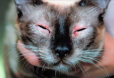 Лечение демодекоза у кошек, собак: симптомы, фото, препараты